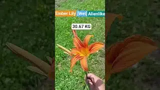 I ACTUALLY FOUND EMBER LILY #funny #growagarden #roblox