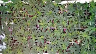 gorilla glue bagseed flowering weeks 1 and 2 time lapse