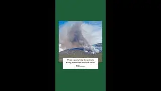 Three ways to help the animals during forest fires and heat waves #shorts