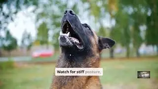 How To Survive a Dog Attack, Safety Tips To Stay Safe.