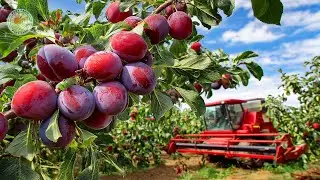 How US Farmers Harvest Billions of Plums for Prune Production | Farming Documentary