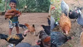 Village chickens # chickens farm #birds 