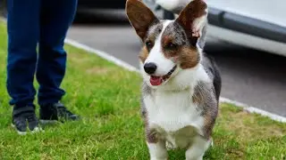 Uncovering the Unique Vocal Habits of Cardigan Welsh Corgis