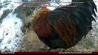High-Tech Poultry Care: AI Feeder + Rare Chickens! 🤖🐓