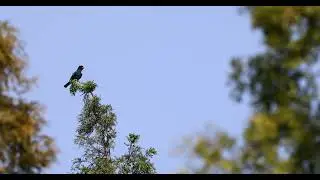 Oriental Dollarbird in Nanjing, China (September 2021)