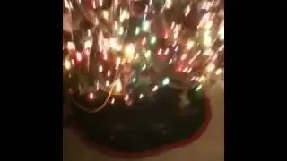 Quick tree vid