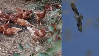 Perennial Systems in Poultry - Protection from Predators