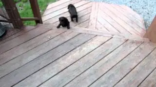 Boykin Spaniel Puppies 5 Weeks 5 Days