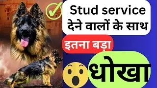 stud service देने वालों के साथ धोखा 😳 #dog #gsd #puppy #germanshepherd