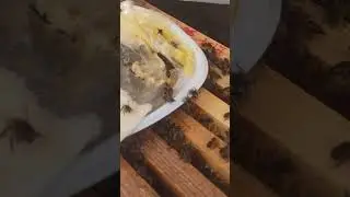 كيفية انتخاب سلالات النحل الممتازة
