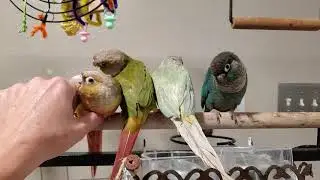 Turquoise and mint genetic mutations.