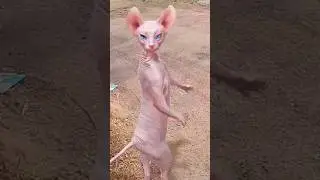 Billi bole meow meow cute cat dance shorts video #song #cat chy#automobile #comedycarton#1ontrending