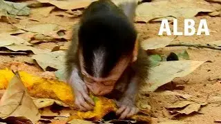 GREAT ACT .... VERY EXCITED !! Poor Alba can eat food but Sad Alba still got hurt from mom Anna.
