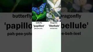 Names of Insects in French language. #frenchlearning