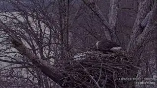 Decorah North Eagles 12-11-25 DNF arrives with nesting, listen to her breathe, MrN joins her