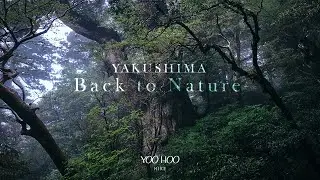 YAKUSHIMA HIKING | JAPAN WORLD HERITAGE
