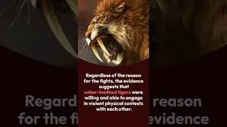 A Fact About Saber Tooth Tiger Fight, Find It Out