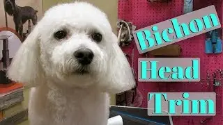 Bichon Head Trim