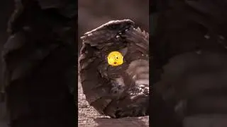 Вы не поверите, как эта ящерица выживает! 😳🦎🔥&raquo; #дикаяприрода