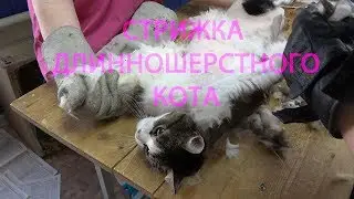 СТРИЖКА ДЛИННОШЕРСТНОГО КОТА машинкой ZIVER-202