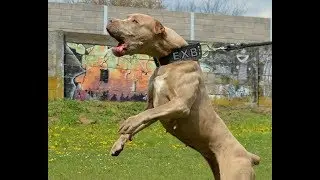 **BELISSIMA-JUNIOR**  EXTASY BANDOG FEMALE!