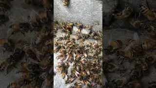 &ldquo;Protect Your Hive: Honey Contamination Risks 🐝 | Short Video&rdquo;