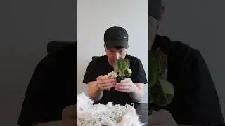 Meine erste Bestellung bei Harmony Plants😱 #plants #unboxing