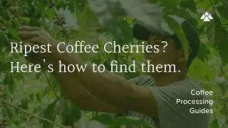 Ripest Coffee Cherries? Here's how to find them.