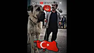 |&bull;Sivas🇹🇷 Kangalı☠️🗿&Ccedil;aycı H&uuml;seyin🇹🇷&bull;| #usa #germany #t&uuml;rkiye #russia #uk #india #indonesia