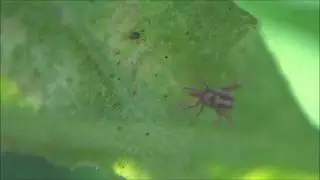 &Aacute;caro de terciopelo rojo 