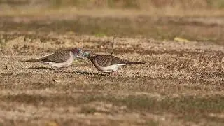 Bar-Shouldered Doves at Minnippi Parklands, Aug 2023