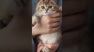 SO CUTE ANIMALS STATUS 🥰🥰 #shorts #cuteanimals