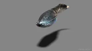 アランダスピス　Arandaspis