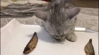 My cat used to love fried fish, but when he grew up he didn't like fish in oil anymore