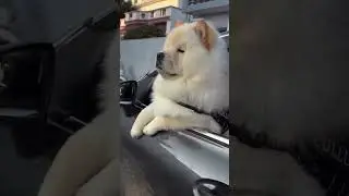 Number dogi kya 😂😂 #dogs #pets #petshub #cutedogs #chowchow #memehub #cutepets #cuteanimals #love