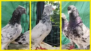 FOR SALE PURANI NASLON KE BREAD KABUTAR 🕊️ 