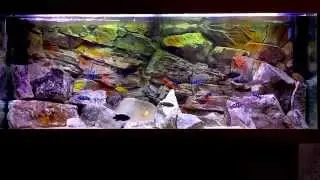 Relaxing African Cichlid Aquarium  [HD]