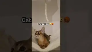 Watch This Cat Master the Art of Rope-Fu 🐈🧵 #abyssinian#cat#rope#play#playful#catshorts#cute