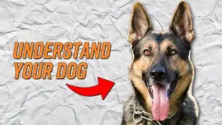 How to Understand Your Dog