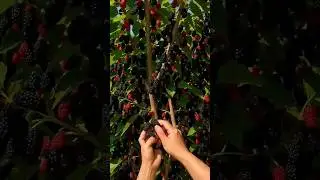 Sahtut Tudai Ka Sahi Tarika | Mulberry Harvesting Tips | Full Profit Guide Hindi #shorts #fruit