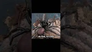 Deadly Web: Top 10 Most Venomous Spiders #shortsfeed #top10 #animalshorts
