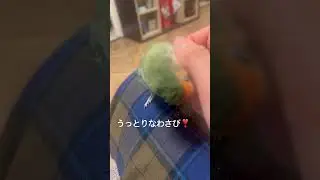 これがたまらんのです。 #cute #lovebird #コザクラインコ #癒し #鳥のいる暮らし #かわいい #parrot #わさび #ツクツク