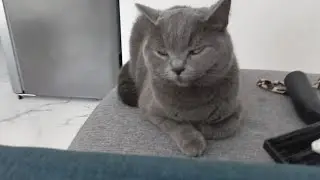 These Cats Are the Reason We Can&rsquo;t Have Nice Things! funny moments