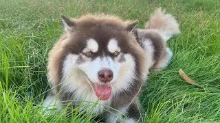 Love husky day 🐶🥰💋🤍🤪#roman520 #huskyfun #huskylife #cutedog #chubbyhusky 