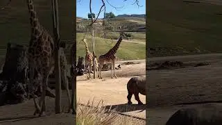 If you visit San Diego you should totally visit the Safari Park. #sandiego #safaripark #socal #zoo