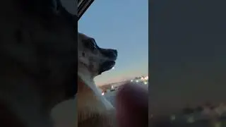WoW #tiktok #wow #funny #automobile #funnymemes #fypage #motivation #pets #reels #cute #girl #love