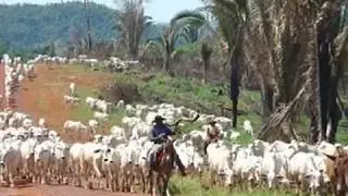 POEIRA - PENA BRANCA & XAVANTINHO