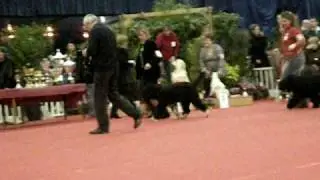 Barbet at dogshow