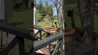 Alpaca warning call