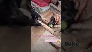 Cute pet Tik Tok compilation!